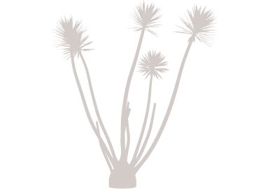 Palm tree illustration