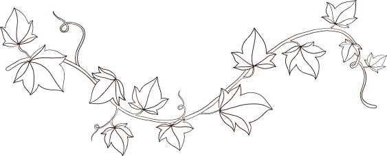 Grape leaves illustration